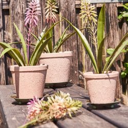 Gr�n plante med blomst i potte H 35 cm