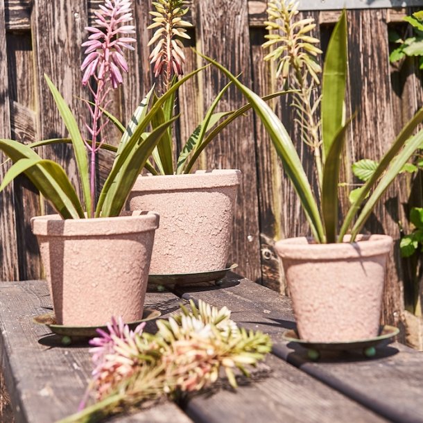 Gr�n plante med blomst i potte H 35 cm