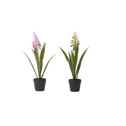 Gr�n plante med blomst i potte H 35 cm