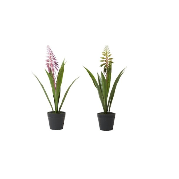 Gr�n plante med blomst i potte H 35 cm