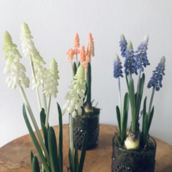 Perlehyacint p mos 25 cm