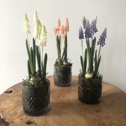 Perlehyacint p mos 25 cm