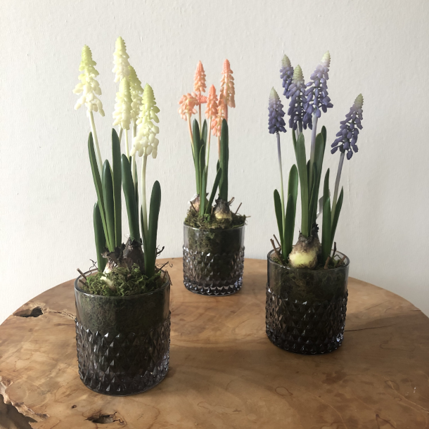 Perlehyacint p mos 25 cm