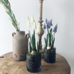 Perlehyacint p mos 25 cm