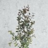 Eukalyptus gren 65 cm