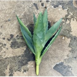 Aloe vera H33cm