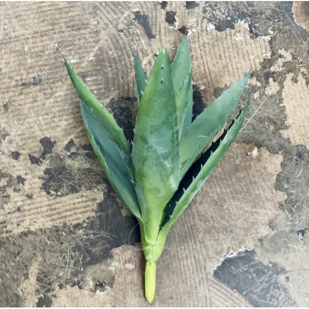 Aloe vera H33cm