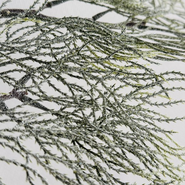 Cypress gren m/sne H 71 cm