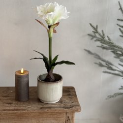 Amaryliis i 12 cm potte H 50 cm