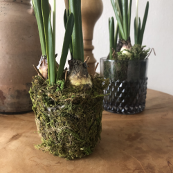 Perlehyacint p mos 25 cm