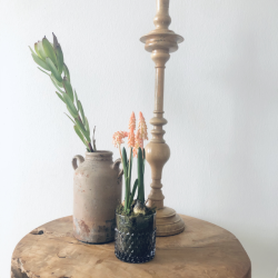 Perlehyacint p mos 25 cm