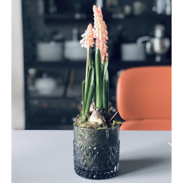 Perlehyacint p mos 25 cm