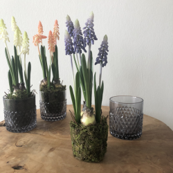 Perlehyacint p mos 25 cm