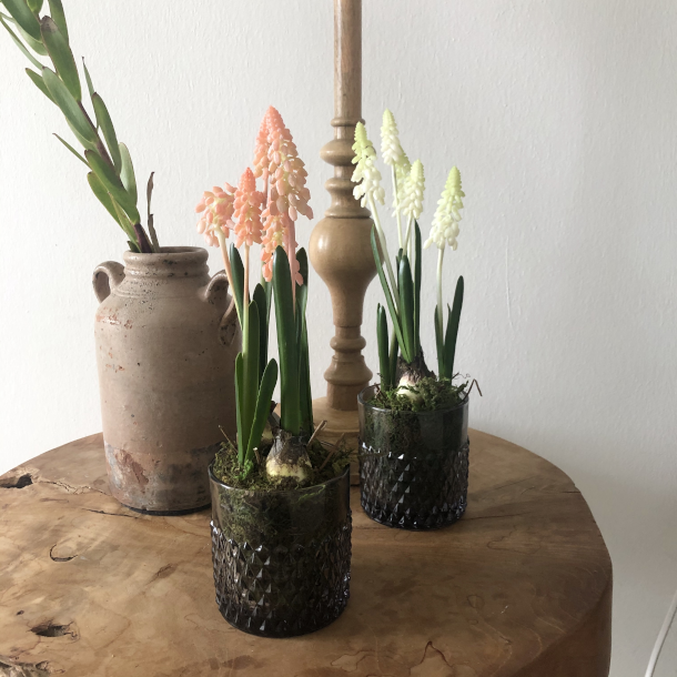 Perlehyacint p mos 25 cm