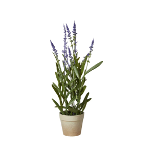 Lavendel i potte H33cm