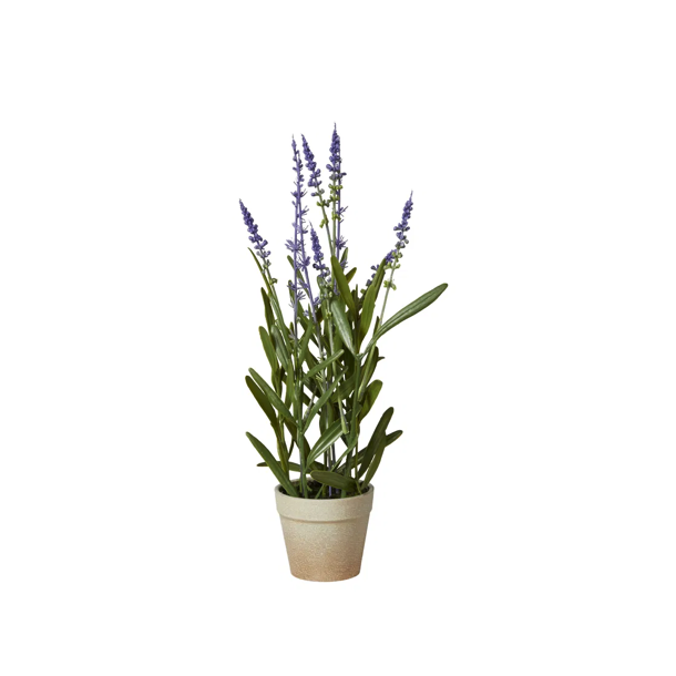 Lavendel i potte H33cm