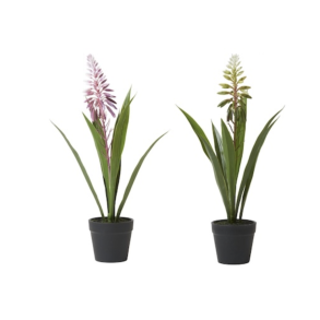 Gr�n plante med blomst i potte H 35 cm
