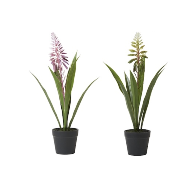 Gr�n plante med blomst i potte H 35 cm