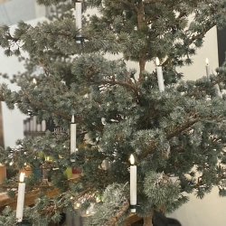 Juletrslys LED 6 stk - coated med stearin