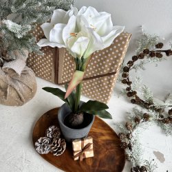 Amaryliis i 12 cm potte H 50 cm