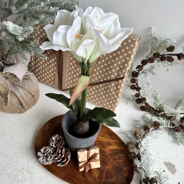 Amaryliis i 12 cm potte H 50 cm