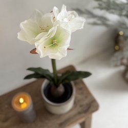 Amaryliis i 12 cm potte H 50 cm