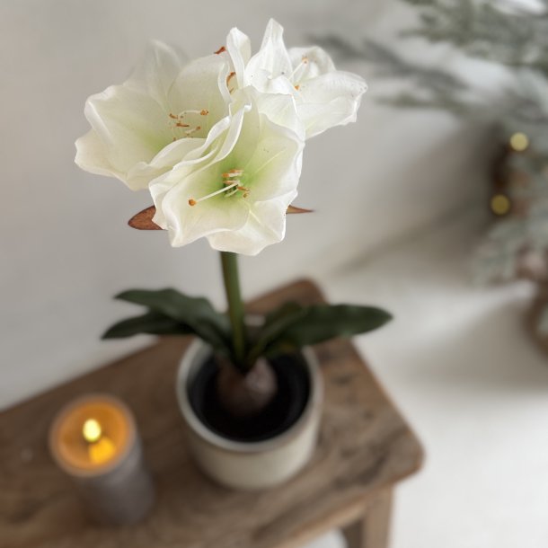 Amaryliis i 12 cm potte H 50 cm