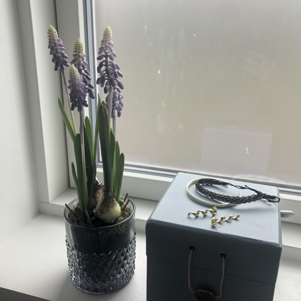 Perlehyacint p mos 25 cm