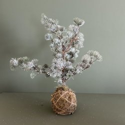 Cedertr med rod H50cm