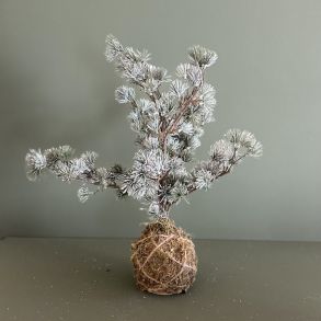 Cedertr med rod H50cm