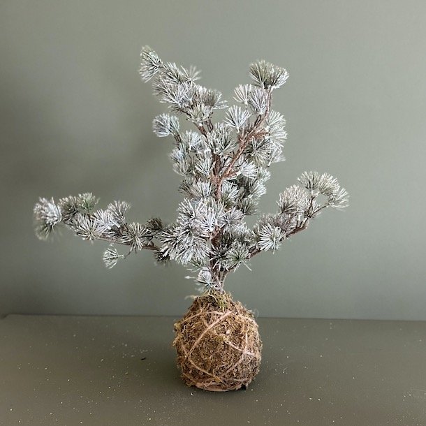 Cedertr med rod H50cm