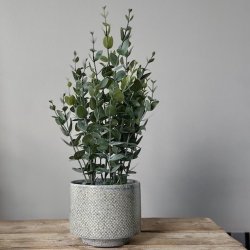 Eukalyptus i potte H40cm