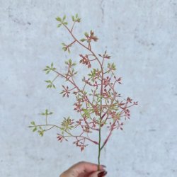 Eukalyptus blomst p stilk 46cm