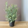 Eukalyptus i potte H40cm