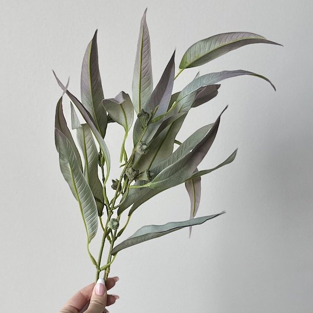 Eukalyptus stilk 70cm