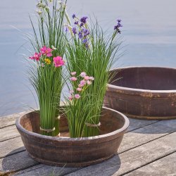 Gr�s med blomst - udend�rs H 76 cm