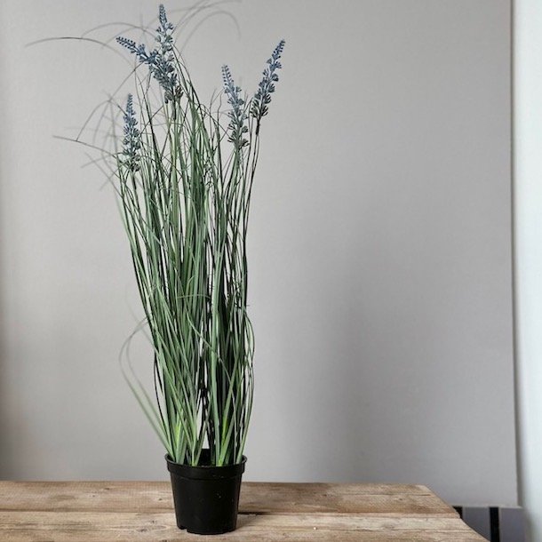 Lavendel i potte H60cm