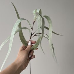 Hortensia stilk / Eukalyptus stilk