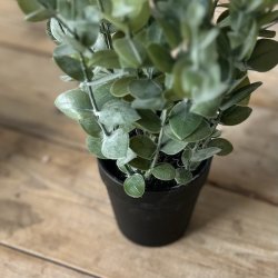 Eukalyptus i potte H40cm