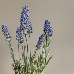 Lavendel 40 cm. lilla