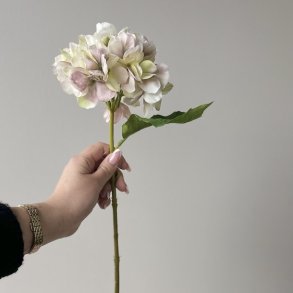 Hortensia stilk / Eukalyptus stilk