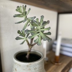 Huslg 4 hoveder i potte