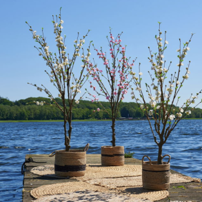 Japansk abrikos m/blomster 150cm