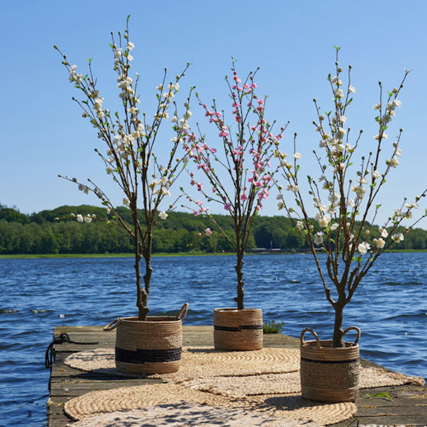 Japansk abrikos m/blomster 150cm