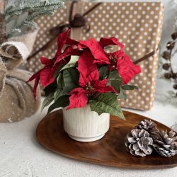 Julestjerne 9 cm potte H 25 cm