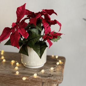 Julestjerne 9 cm potte H 25 cm