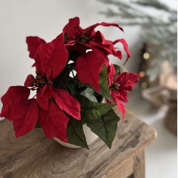 Julestjerne 9 cm potte H 25 cm