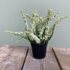 Lyng hvid 18 cm