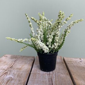 Lyng hvid 18 cm