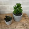 Sukkulent pakke 1 - st af 2